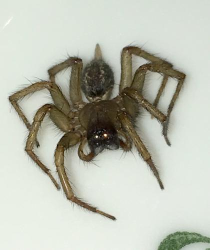 Lycosoides coarctata